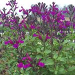 Salvia 'Ignition Purple'