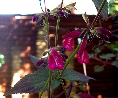 Salvia ionocalyx