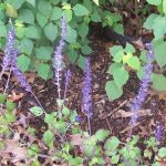 Salvia 'Indigo Spires'