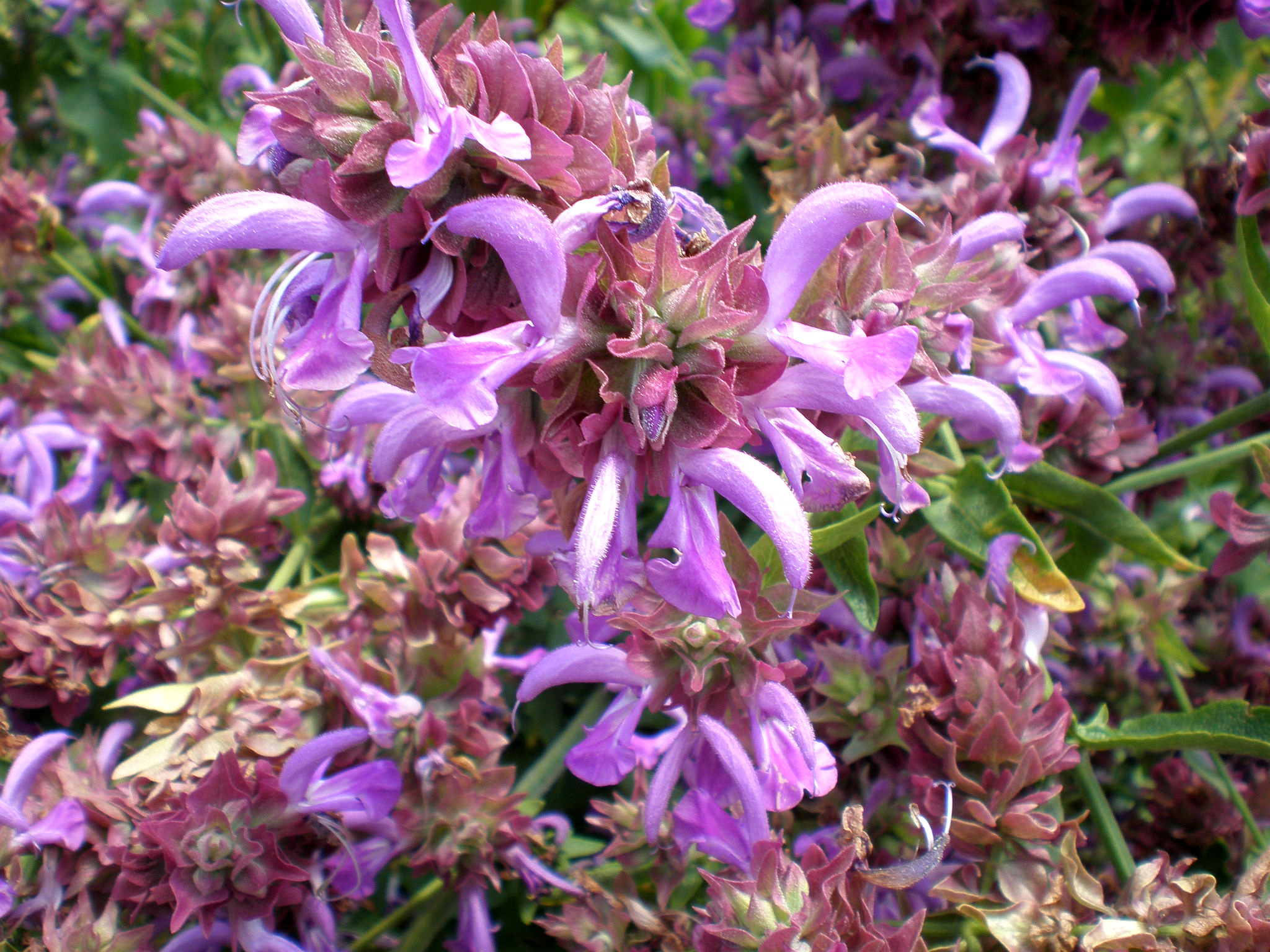 Salvia canariensis