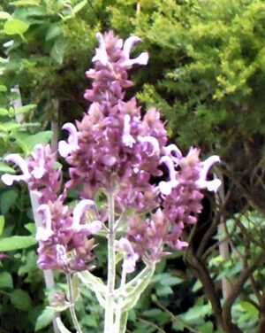 Salvia canariensis var candidissima