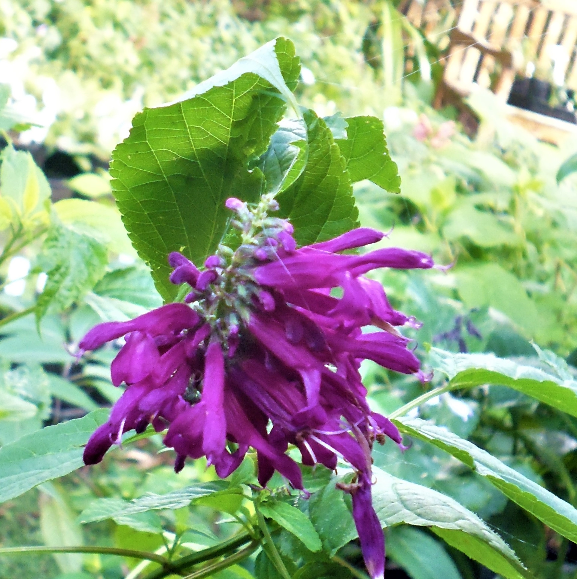 Salvia iodantha