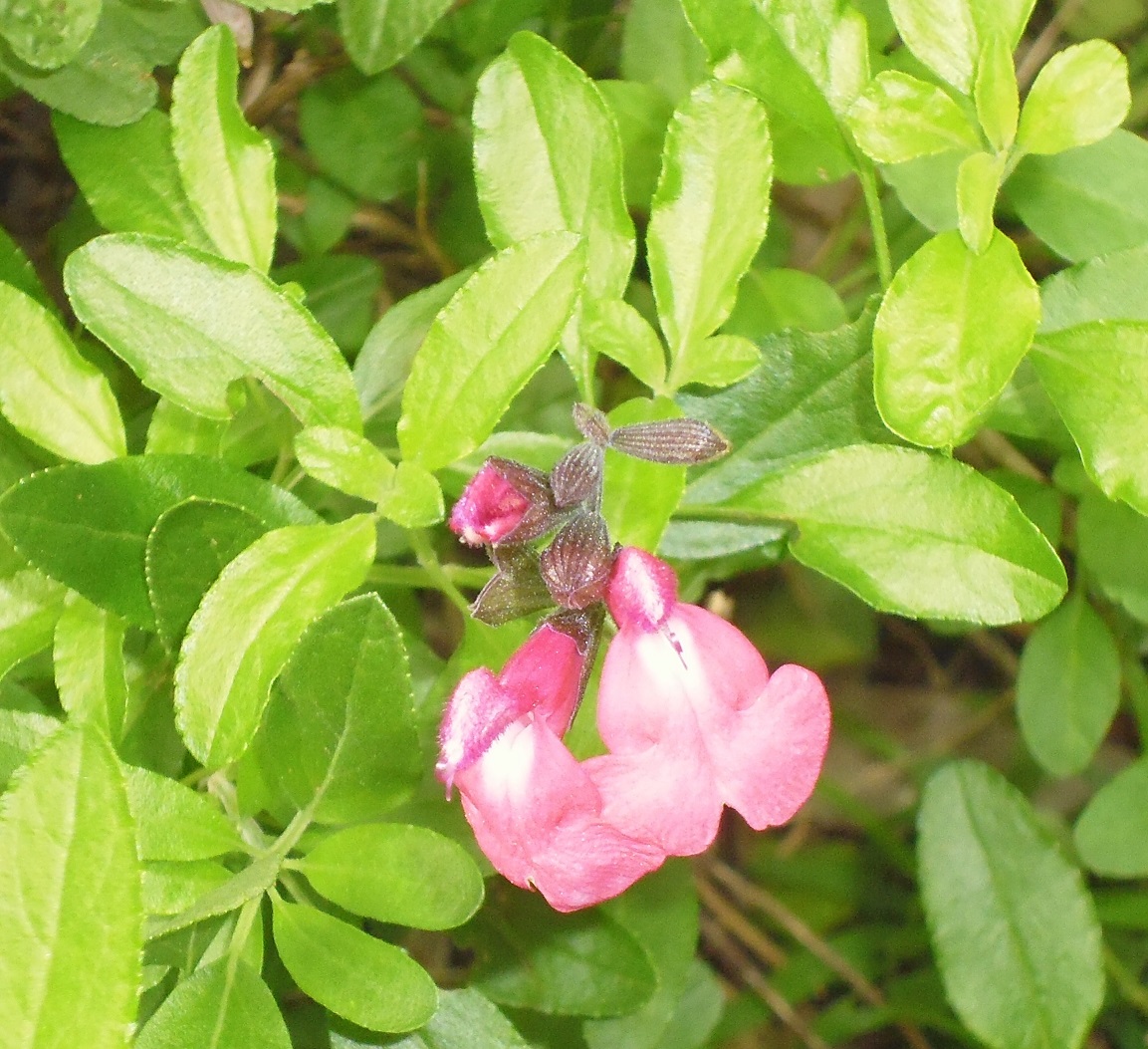 Salvia 'Cecilia'