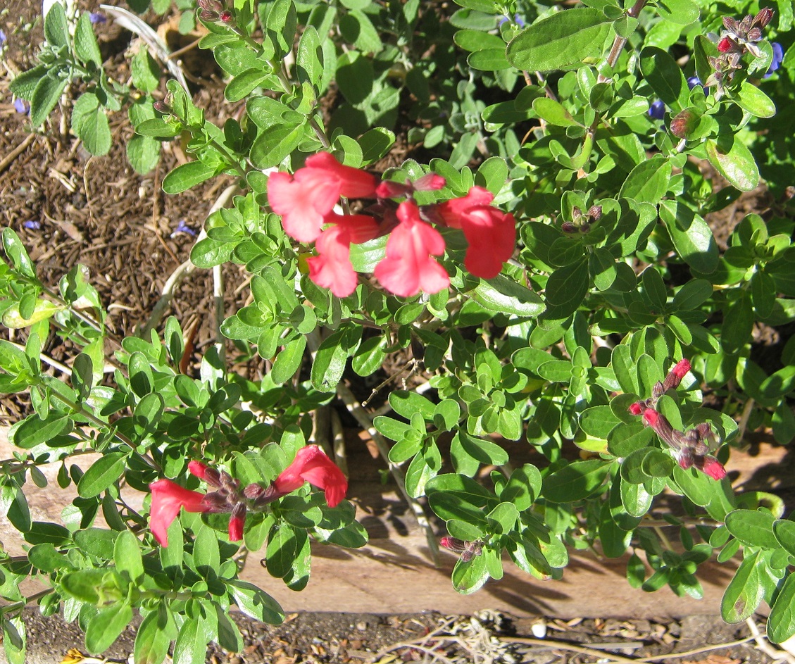 Salvia 'Cherry'(greggii) Salvia 'Cherry' (greggii)