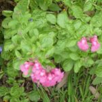 Salvia 'Happy Pink'