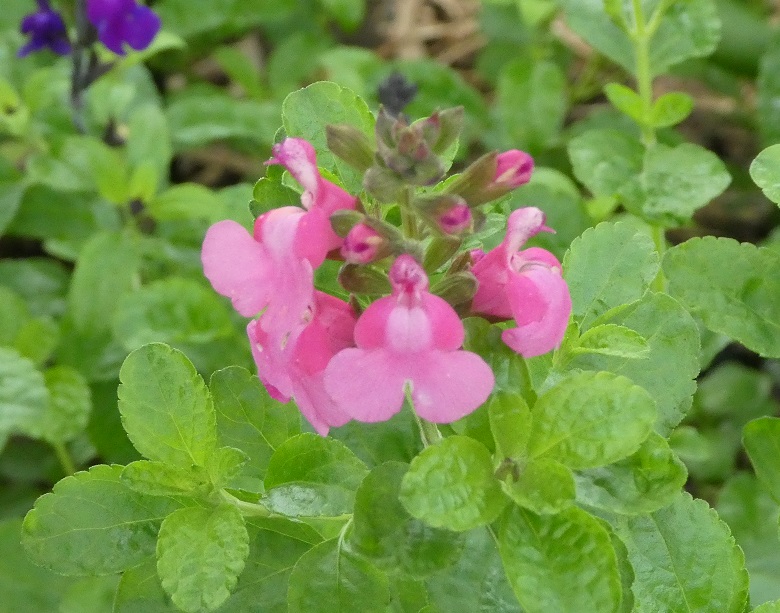 Salvia 'Happy Pink'