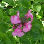 Salvia 'Happy Pink'