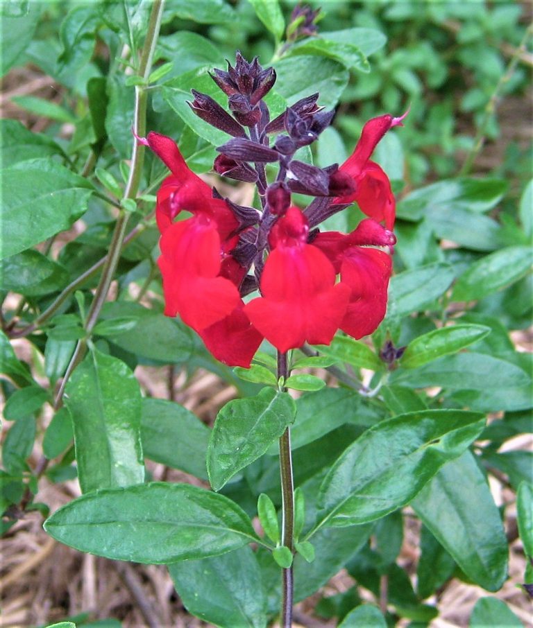 Salvia greggii Crimson & Black Victorian Salvia Study Group