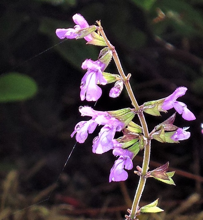 Salvia carnea Salvia carnea
