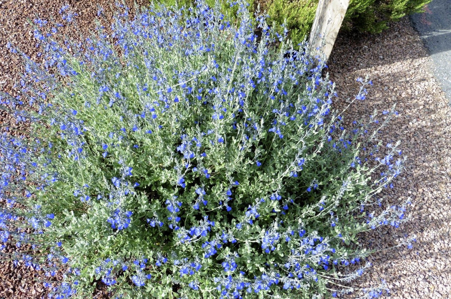 Salvia salvias 20cm position most