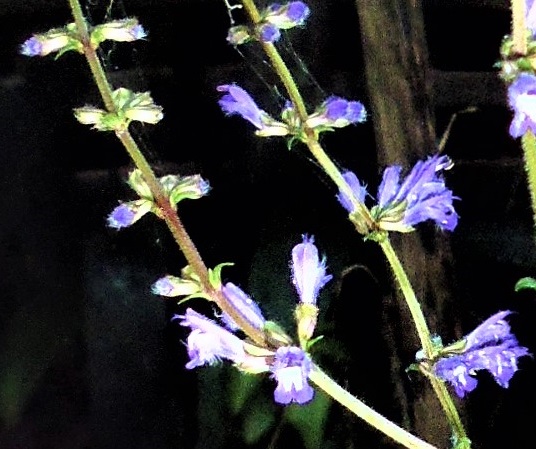 Salvia chinensis