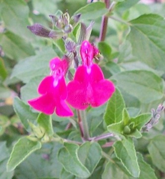 Salvia 'Christine's Surprise' (microphylla)