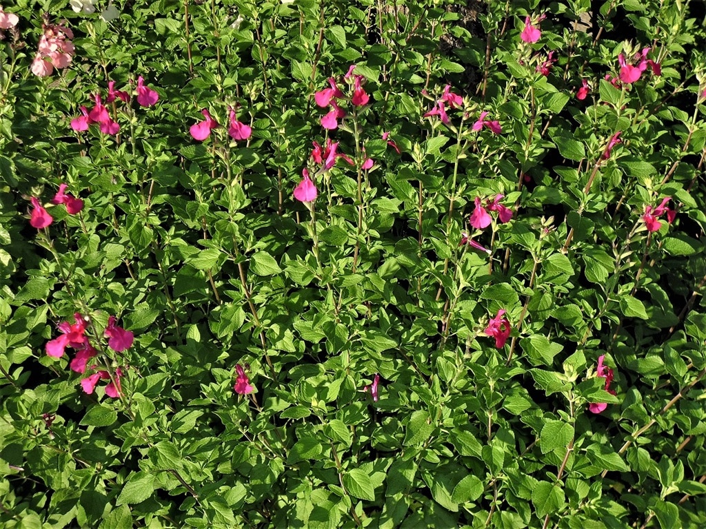Salvia microphylla 'Christine's Surprise' Salvia microphylla 'Christine's Surprise'