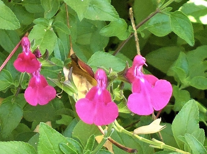 Salvia 'Christine's Surprise'