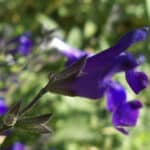 Salvia coahuilensis