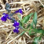Salvia coahuilensis