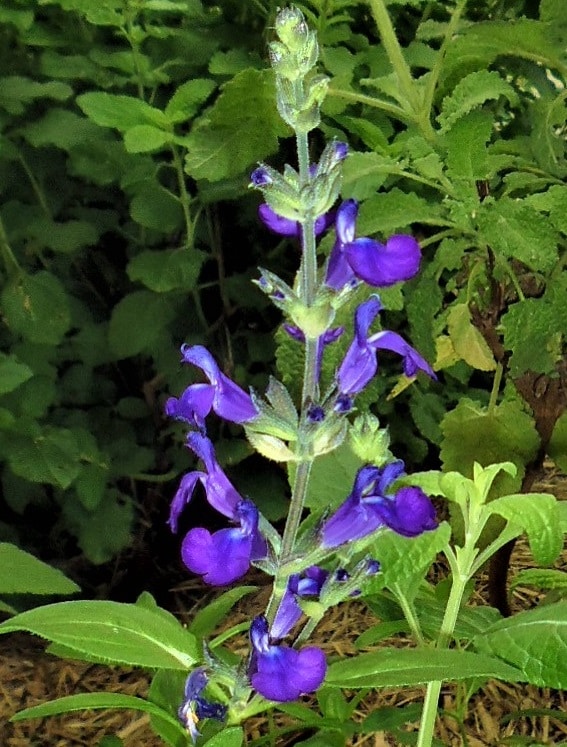 Salvia coahuilensis