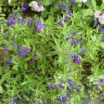 Salvia coahuilensis