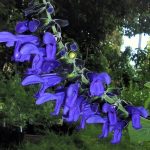 Salvia 'Costa Rican Blue'