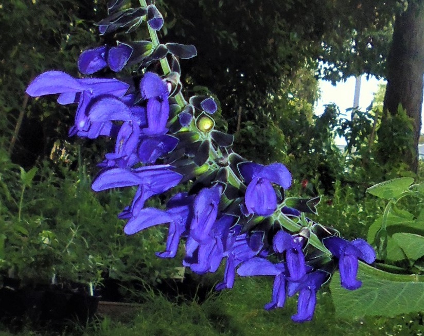 Salvia 'Costa Rican Blue'