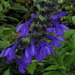 Salvia 'Costa Rican Blue'