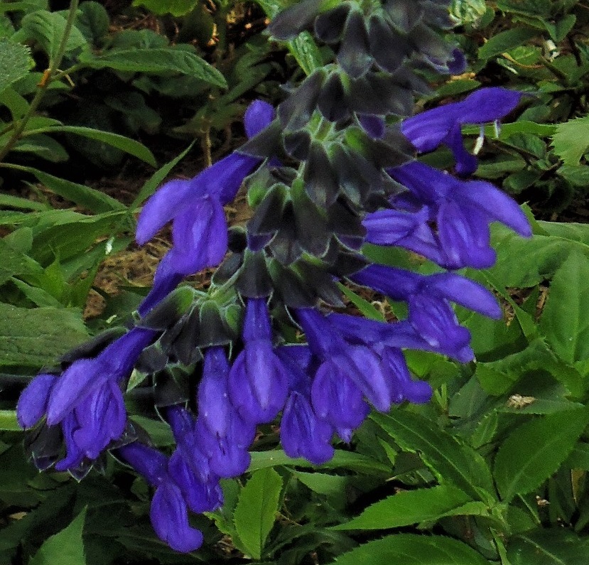 Salvia 'Costa Rican Blue'