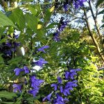 Salvia 'Costa Rican Blue'