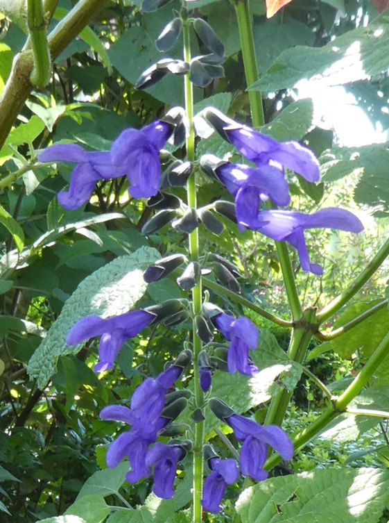 Salvia 'Costa Rican Blue'