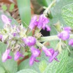 Salvia cuatracasana