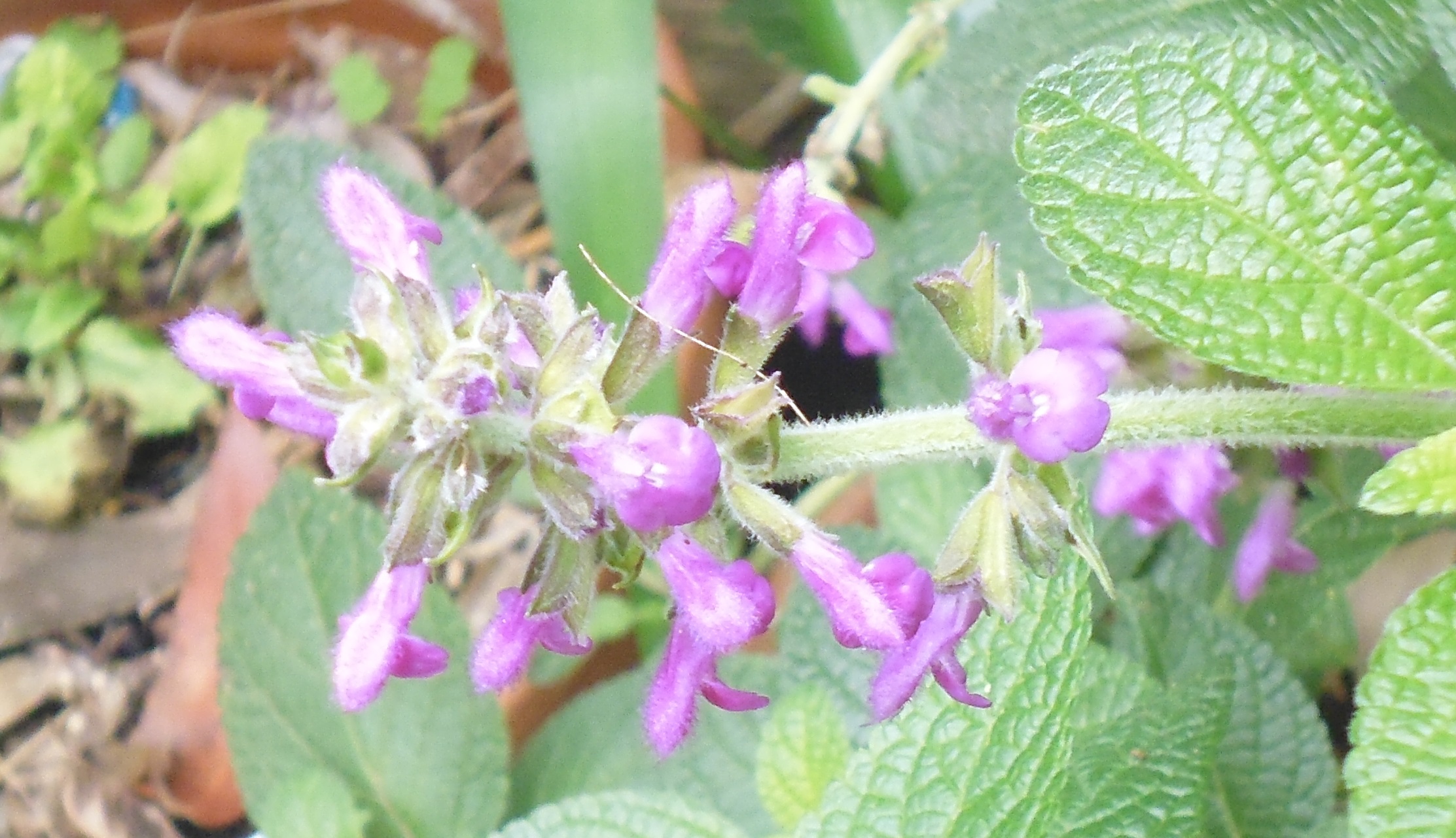 Salvia cuatracasana
