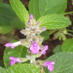 Salvia cuatracasana