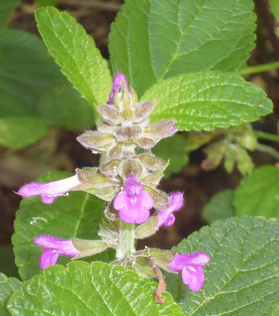 Salvia cuatracasana Salvia cuatracasana