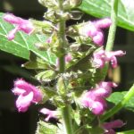 Salvia cuatracasana