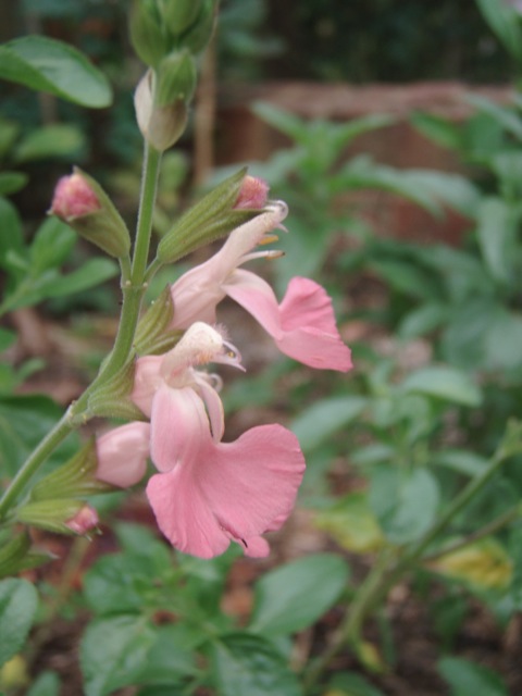 Salvia 'Coconut Ice' (microphylla) Salvia 'Coconut Ice' ( microphylla)
