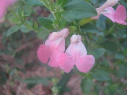 Salvia 'Coconut Ice (microphylla)
