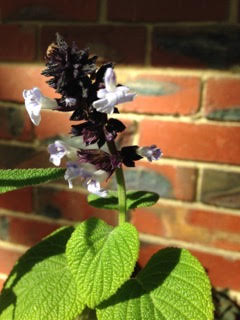 Salvia cyanicalyx
