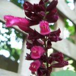 Salvia curtiflora