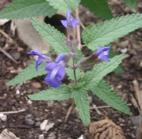 Salvia calolophos