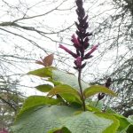 Salvia curtiflora