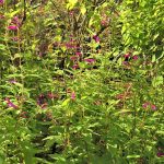 Salvia curviflora