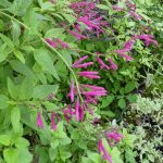 Salvia curviflora