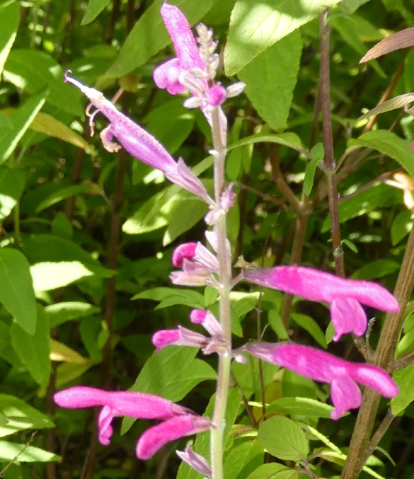 Salvia curviflora