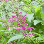 Salvia curviflora