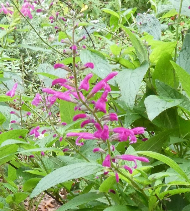 Salvia curviflora