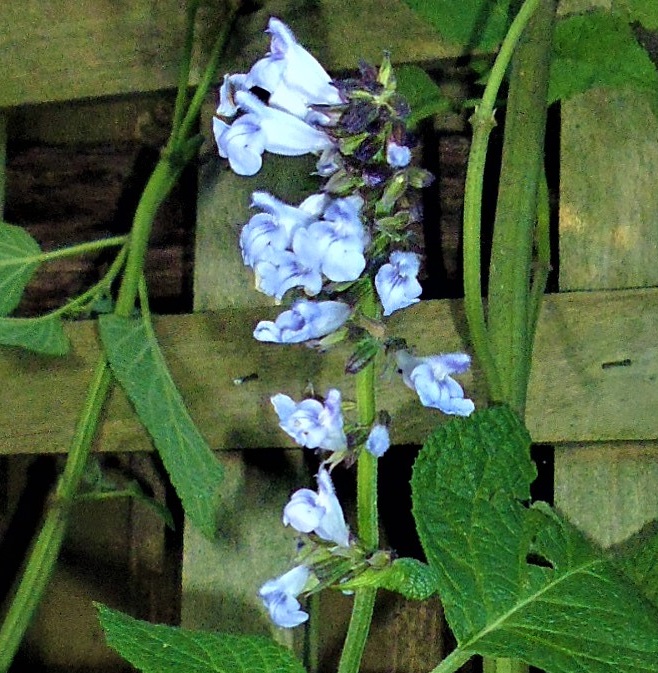 Salvia cyanicalyx