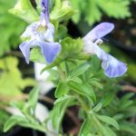 Salvia dentata