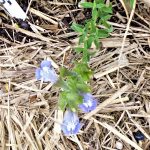 Salvia dentata