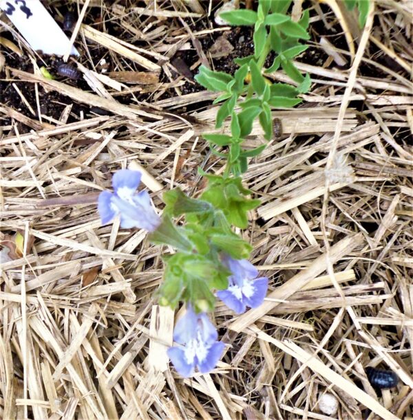 Salvia dentata