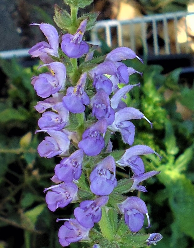 Salvia stepposa