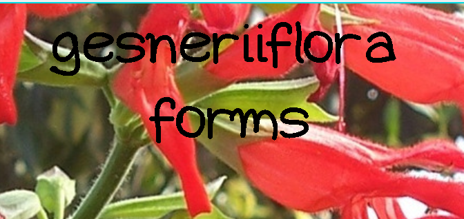 gesneriiflora forms